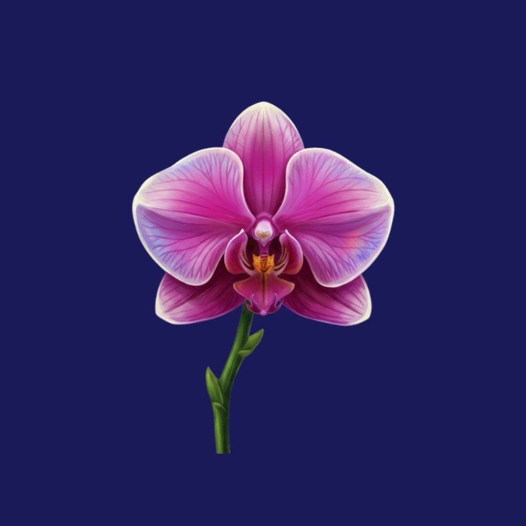 Pink orchid illustration